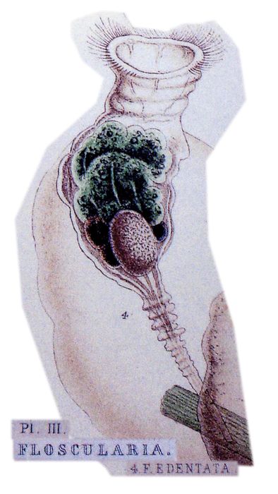 Collotheca edentata