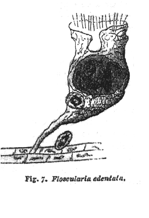 Collotheca edentata - Original description image
