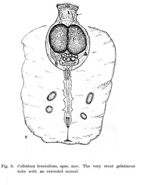 Collotheca edentata f. breviciliata - Original description image