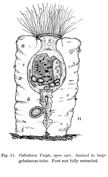 Collotheca edentata var. voigti - Original description image