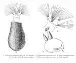 Collotheca epizootica - Original description image