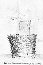 Collotheca evansonii - Original description image