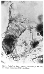 Collotheca ferox
