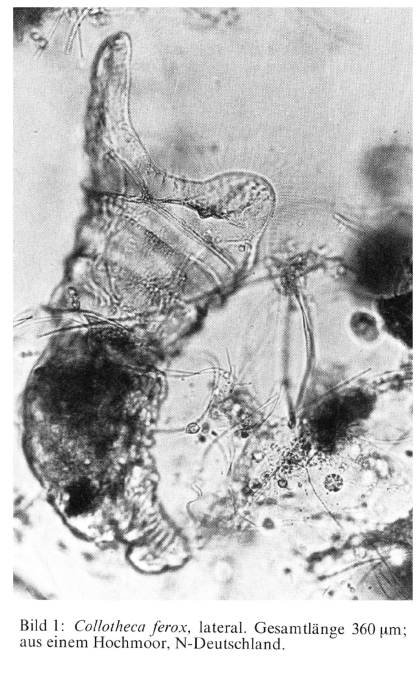 Collotheca ferox