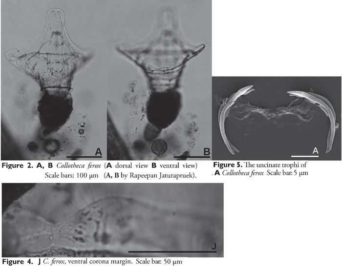 Collotheca ferox