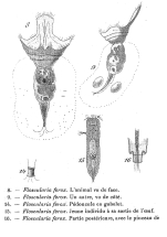 Collotheca ferox - Original description image