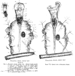 Collotheca gosseii - Original description image