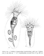 Collotheca heptabrachiata