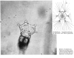 Collotheca heptabrachiata