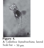 Collotheca heptabrachiata