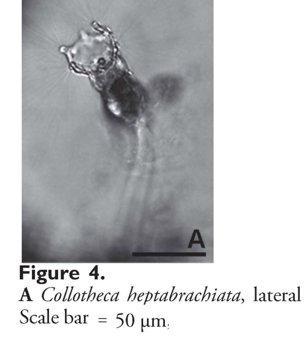 Collotheca heptabrachiata