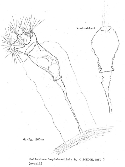 Collotheca heptabrachiata