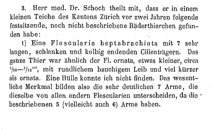 Collotheca heptabrachiata - Original description image