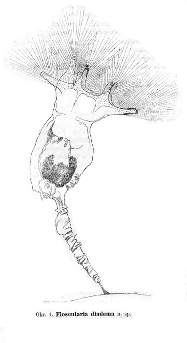 Collotheca heptabrachiata f. diadema - Original description image