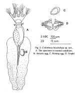 Collotheca hexalobata - Original description image