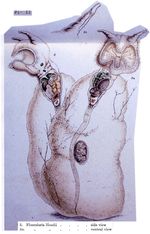 Collotheca hoodii