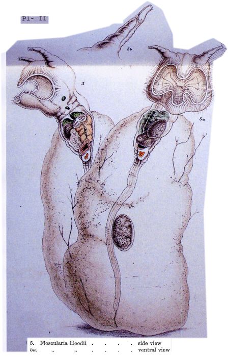 Collotheca hoodii