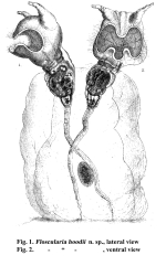 Collotheca hoodii