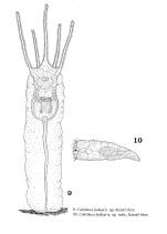 Collotheca judayi - Original description image
