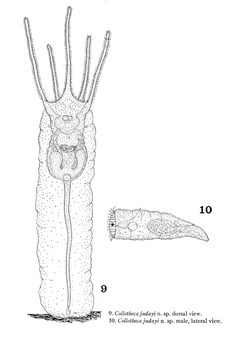 Collotheca judayi - Original description image