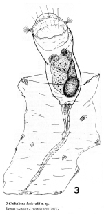 Collotheca lettevalli - Original description image