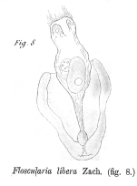 Collotheca libera