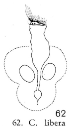 Collotheca libera