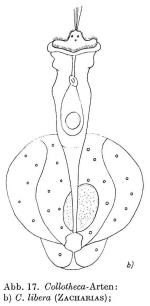 Collotheca libera