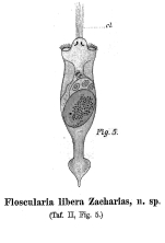 Collotheca libera - Original description image