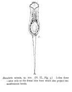 Collotheca minuta - Original description image