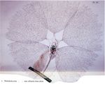 Collotheca mira