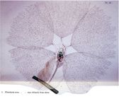 Collotheca mira