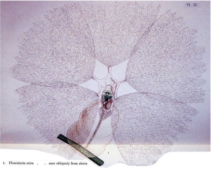 Collotheca mira Collotheca mira