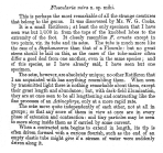 Collotheca mira - Original description image