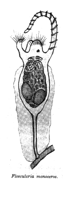 Collotheca monoceros