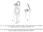 Collotheca monoceros