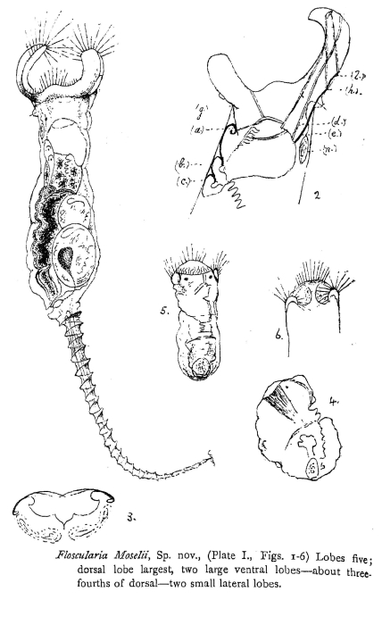 Collotheca moselii - Original description image