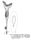 Collotheca mutabilis