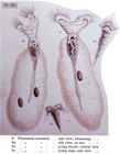 Collotheca mutabilis