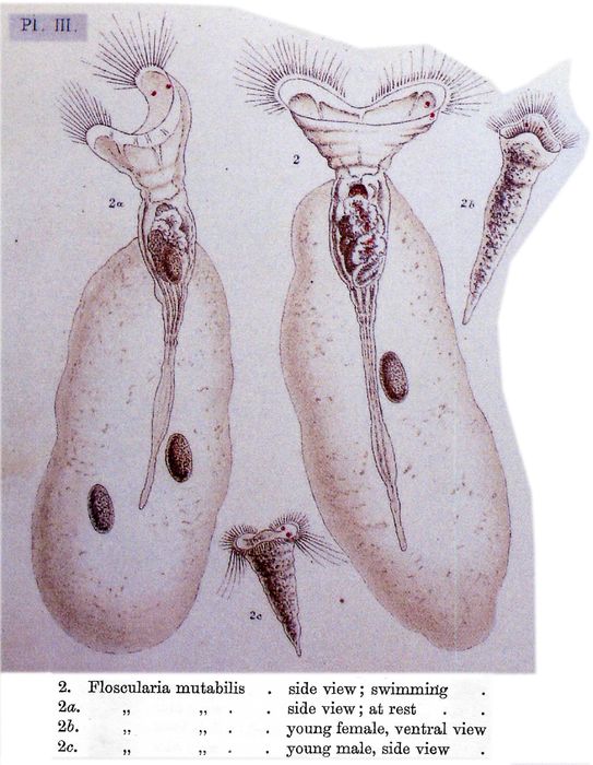 Collotheca mutabilis