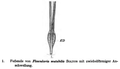 Collotheca mutabilis