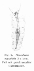 Collotheca mutabilis