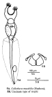 Collotheca mutabilis