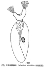 Collotheca mutabilis