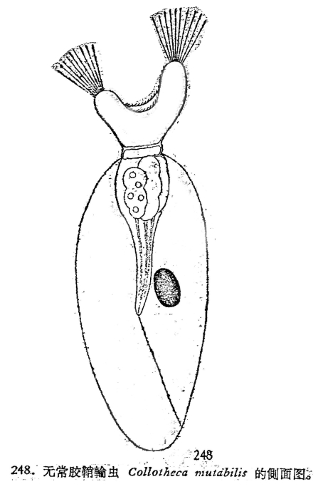 Collotheca mutabilis Collotheca mutabilis