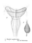 Collotheca mutabilis