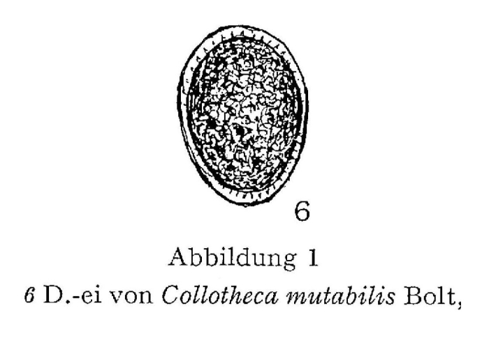 Collotheca mutabilis Collotheca mutabilis
