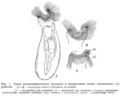 Collotheca mutabilis