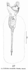 Collotheca mutabilis
