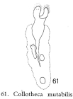 Collotheca mutabilis